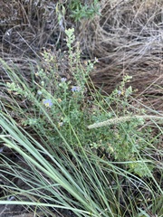 Chaenostoma campanulatum