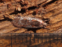 Agonopterix hypericella