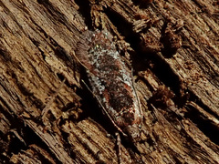 Agonopterix hypericella