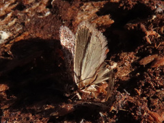 Agonopterix hypericella