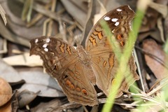 Junonia natalica natalica