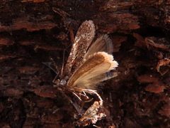 Agonopterix hypericella