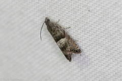 Sereda tautana