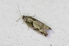 Epinotia celtisana