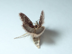 Agonopterix hypericella