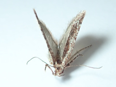 Agonopterix hypericella