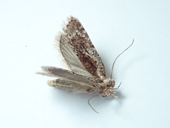 Agonopterix hypericella