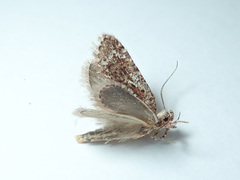 Agonopterix hypericella