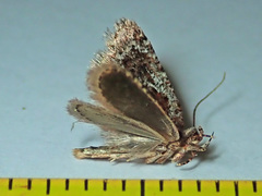 Agonopterix hypericella