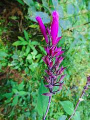 Salvia involucrata