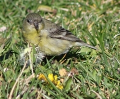 Spinus psaltria