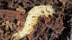 Scolecocampa liburna