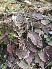 Tiarella stolonifera