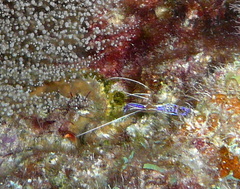 Ancylomenes pedersoni