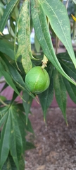Jatropha multifida