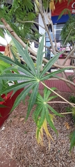 Jatropha multifida