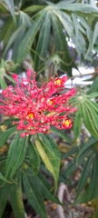 Jatropha multifida