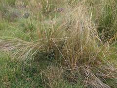 Carex kaloides