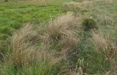Carex kaloides