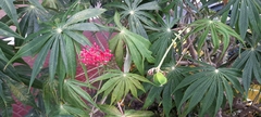 Jatropha multifida
