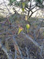 Blepharodon mucronatum