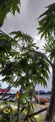 Jatropha multifida