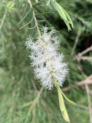 Melaleuca linariifolia