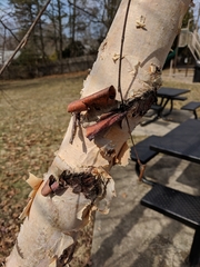 Betula papyrifera