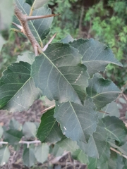 Xylosma venosa