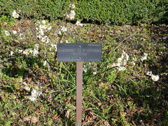 Chaenomeles × superba