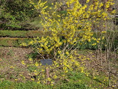 Forsythia giraldiana