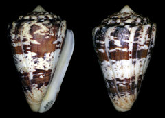 Conus regius