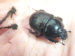 Geotrupes mutator