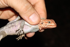 Agama africana