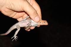 Agama africana