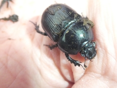 Geotrupes mutator