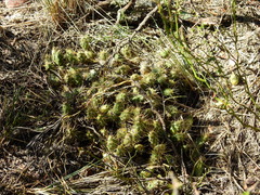 Maihueniopsis