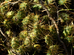 Maihueniopsis