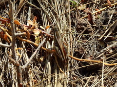 Dichroplus pratensis