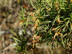 Acanthostyles buniifolius