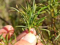 Acanthostyles buniifolius
