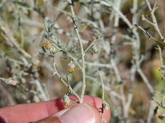 Artemisia mendozana