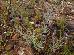 Porophyllum linaria