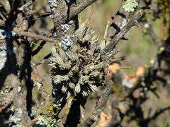 Tillandsia pedicellata