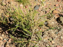 Acantholippia seriphioides