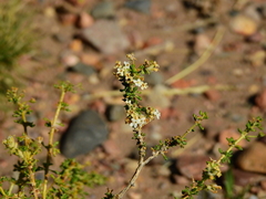 Acantholippia seriphioides