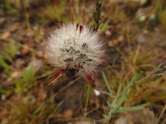 Porophyllum linaria