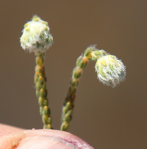 Image of Erica senilis by (c) Tony Rebelo, some rights reserved (CC BY-SA)