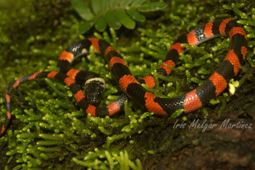 Photo of a Forest Flame Snake (Oxyrhopus petolarius)