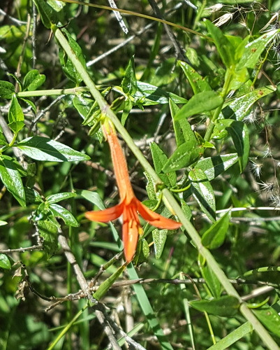Wright's desert honeysuckle (Anisacanthus quadrifidus)